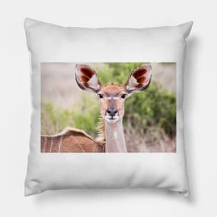 Female Kudu Portrait - Krüger National Park Pillow