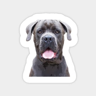 Cane Corso Dog Magnet