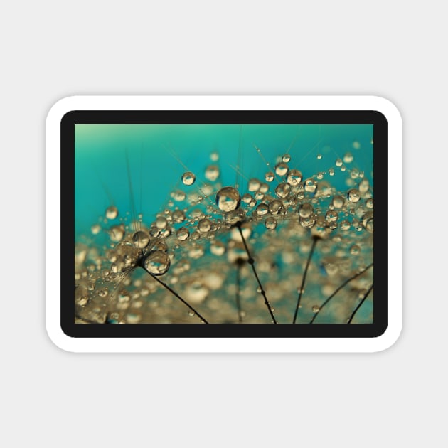 Turquoise Dandelion Drops Magnet by SharonJ