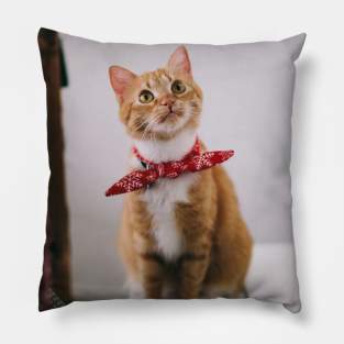 Cat Designs Pillow