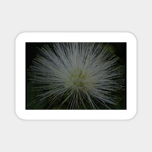 Firework Flower(single) Magnet