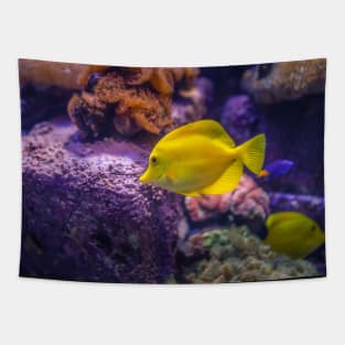 Cute Yellow Fish with Coral Tapestry