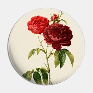 Purple Rose Antique Botanical Illustration Pin