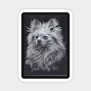 Pomeranian Magnet