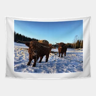 Scottish Highland Cattle Bulls 2263 Tapestry