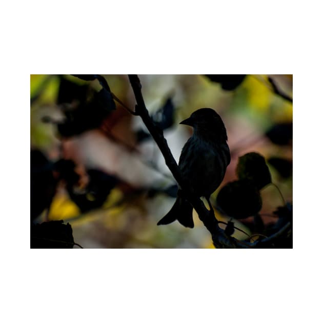 Shadow Song Bird by gdb2