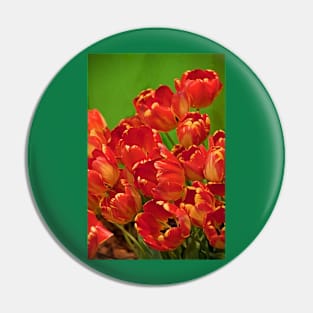 USA. Philadelphia Flower Show 2012. Tulips. Pin