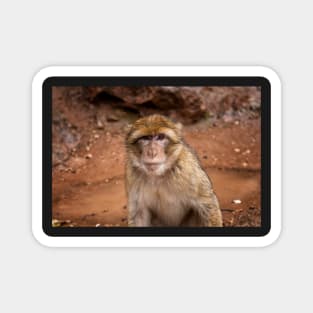 Barbary Macaque Monkey Magnet