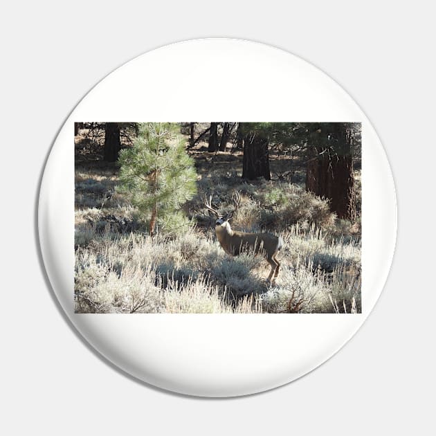 Deer, Wildlife, Mule Deer, Buck, Nature, Gifts Pin by sandyo2ly