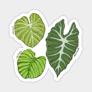 Three Leaves Magnet