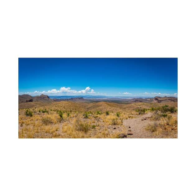 Sotol in the Chihuahuan Desert by Gestalt Imagery