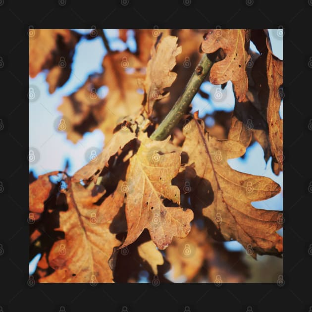 Autumn oak leaves by Jonesyinc