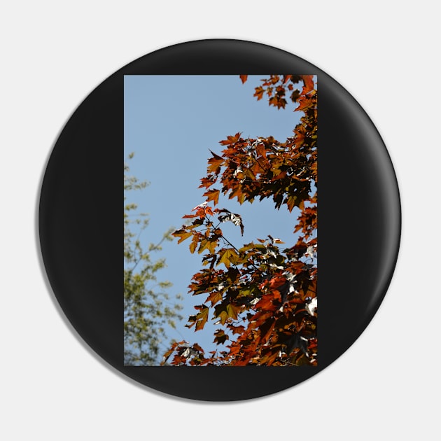 Autumnal Pin by tessiaphoto