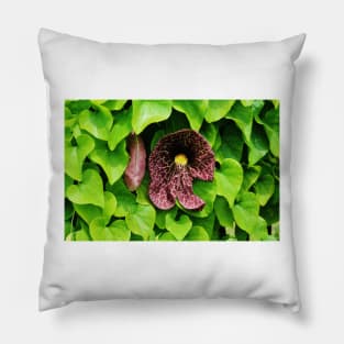 Dutchman's Pipe Vine Pillow