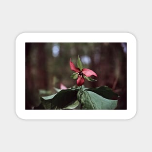 Trillium 35mm Photograph Magnet