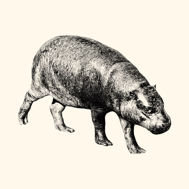 Pygmy hippopotamus by Guardi