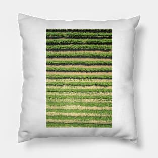 Grapevines, Greece (C036/9232) Pillow