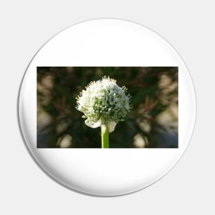 White Onion Flower by Avril Thomas Pin