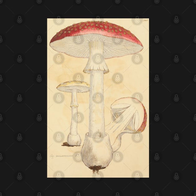 Amanita Mushroom, James Sowerby by immortalpeaches