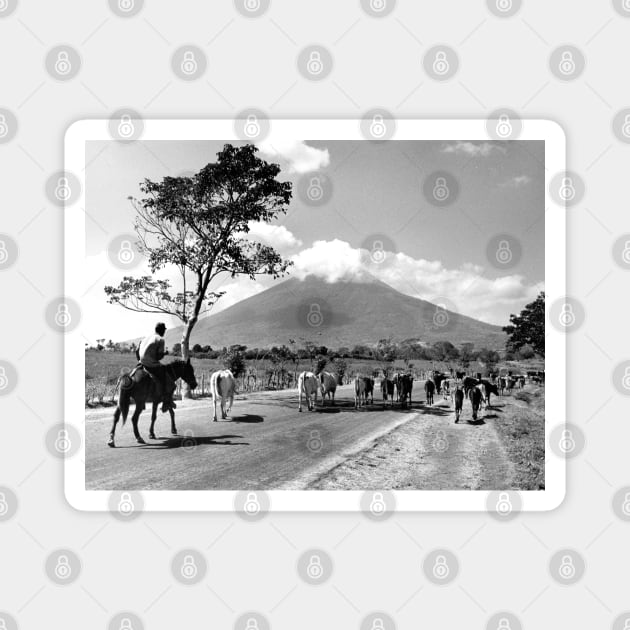 Vintage Photo of Cattle Drive past San Miguel Volcano Magnet by In Memory of Jerry Frank