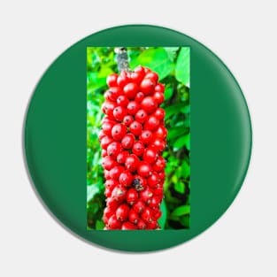 Closeup from Arum italicum subsp. canarienses ripe with red berries Pin