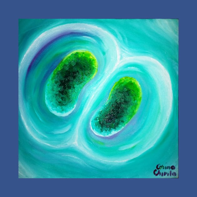 cyanobacteria dividing cells by CORinAZONe