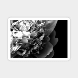 Black and White Summer Peony Magnet