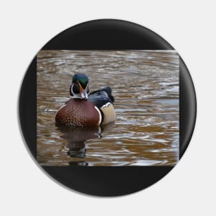 A lone male wood duck Pin