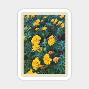 Yellow Flowers 黄色い花 Magnet