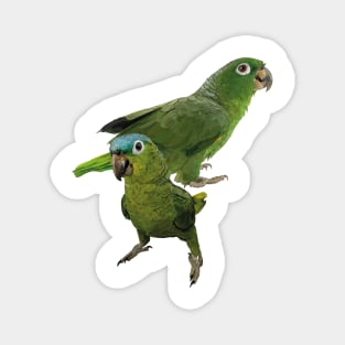 blue-crowned parrot Magnet