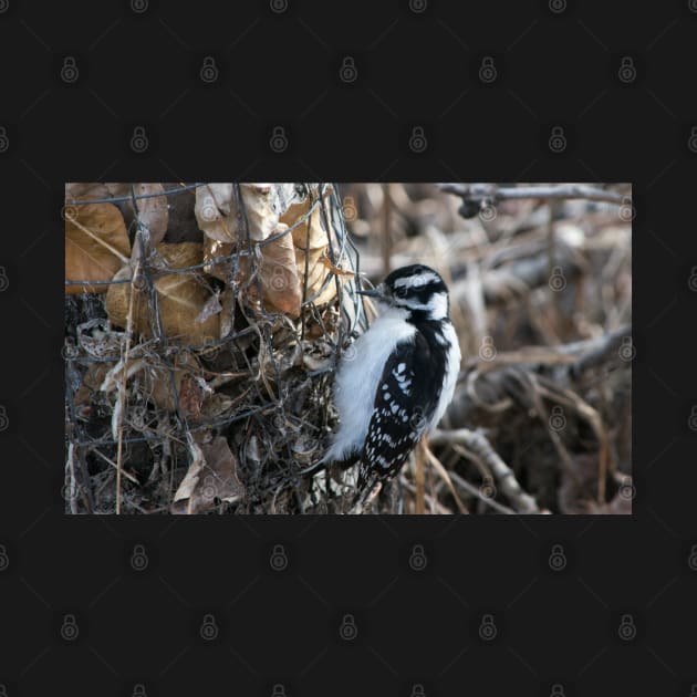 Downy Woodpecker. by CanadianWild418