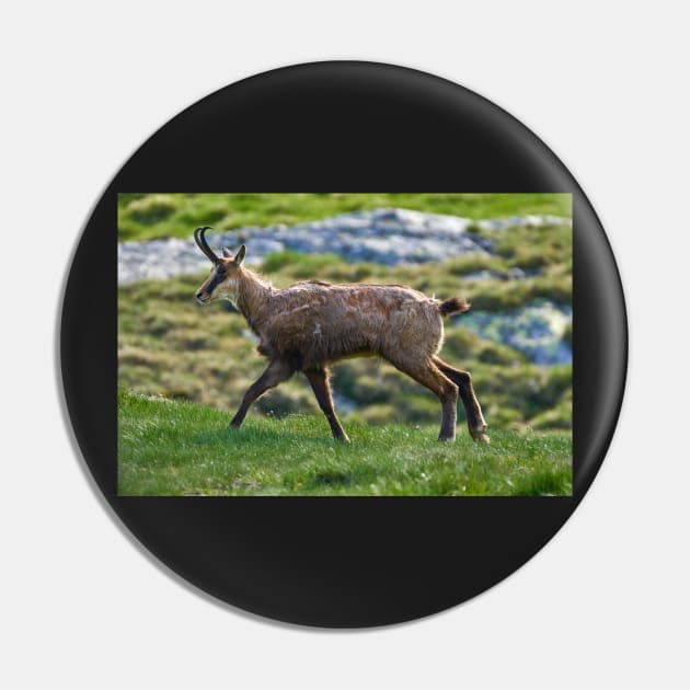 Male mountain goat Pin by naturalis