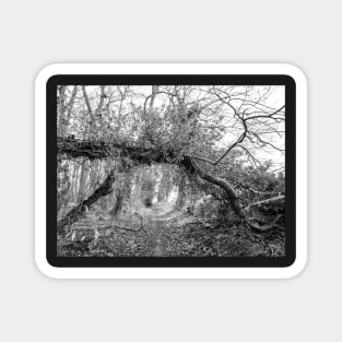 tree creating a natural archway in an English woodland Magnet