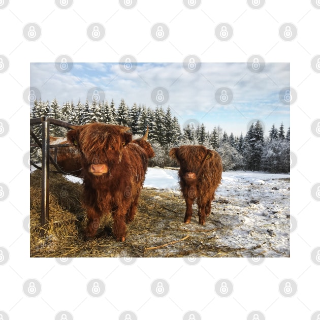 Scottish Highland Cattle Calves 1664 by SaarelaHighland