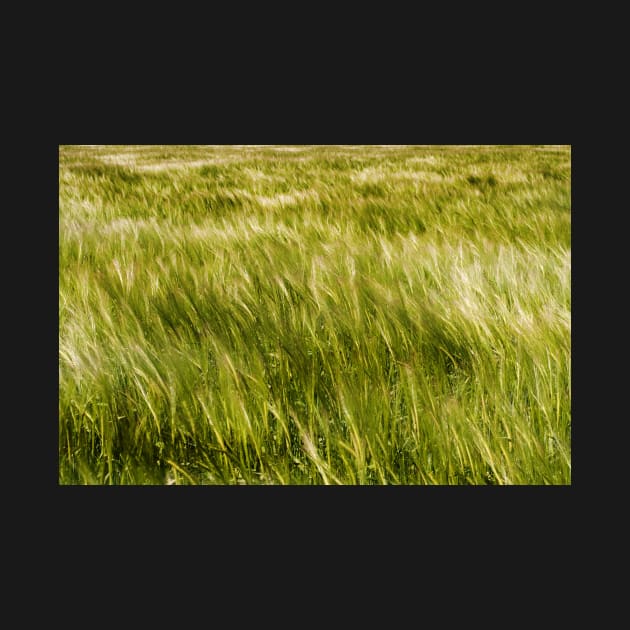 Light and dark patterns of barley - Yorkshire, UK by richflintphoto