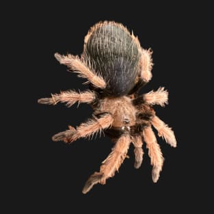 Brachypelma Tarantula Spider Sticker Magnet T-Shirt