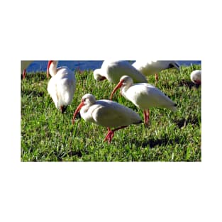 American White Ibis T-Shirt