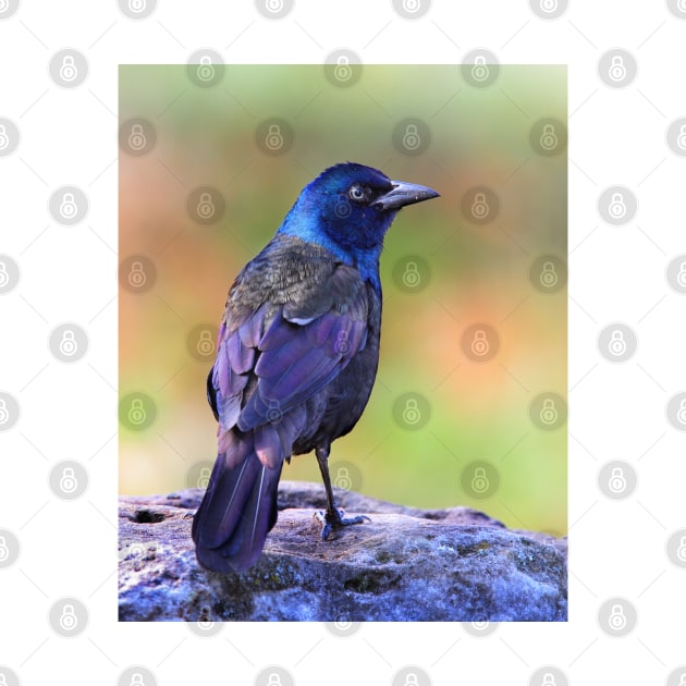 Grackle Sparkle by Jim Cumming