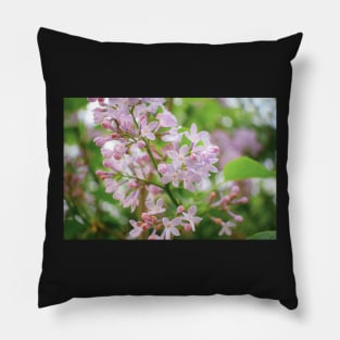 Pink Lilac Pillow