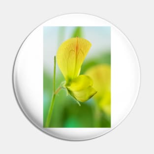 Lathyrus chloranthus  Yellow sweet pea Pin