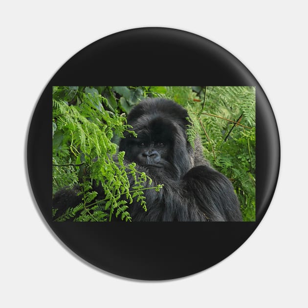 Hirwa, Silver Back Male Mountain Gorilla Pin by Carole-Anne