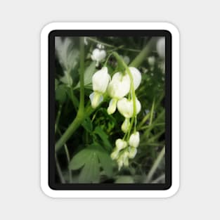 white bleeding hearts, focal black and white Magnet