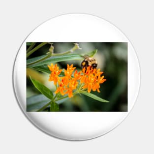 Bee On Butterfly Weed. Pin