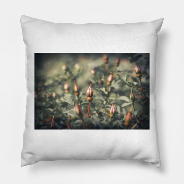 Unblown Rose Bush Pillow by cinema4design