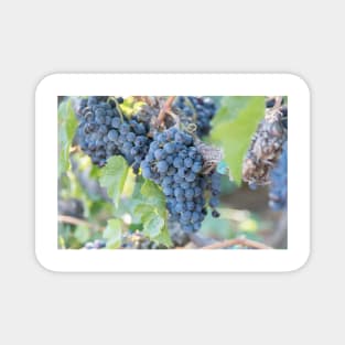 Summer Grapes on the Vine in the Okanagan Valley Magnet