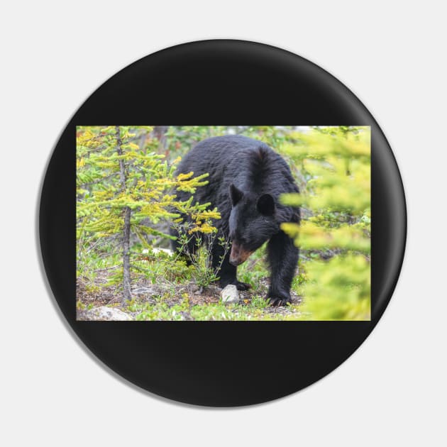 Black Bear Pin by jvnimages