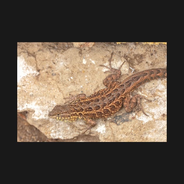 Side Botch Lizard by jvnimages