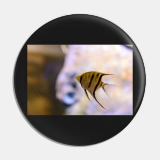 Orinoco angelfish in fish tank Pin
