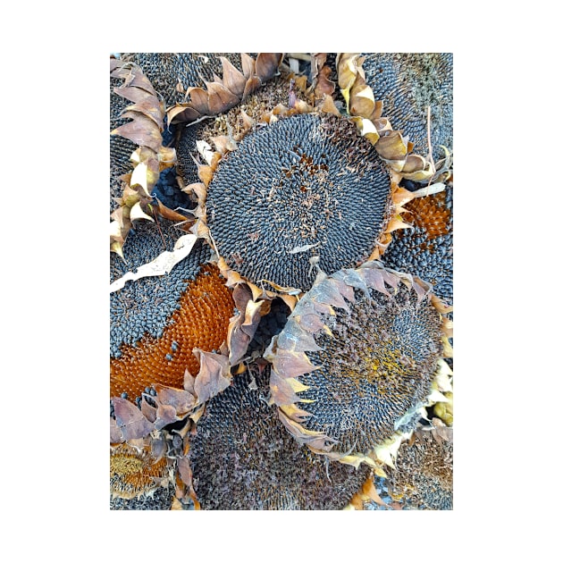 Sunflower Seeds by Avril Thomas at Magpie Springs by MagpieSprings