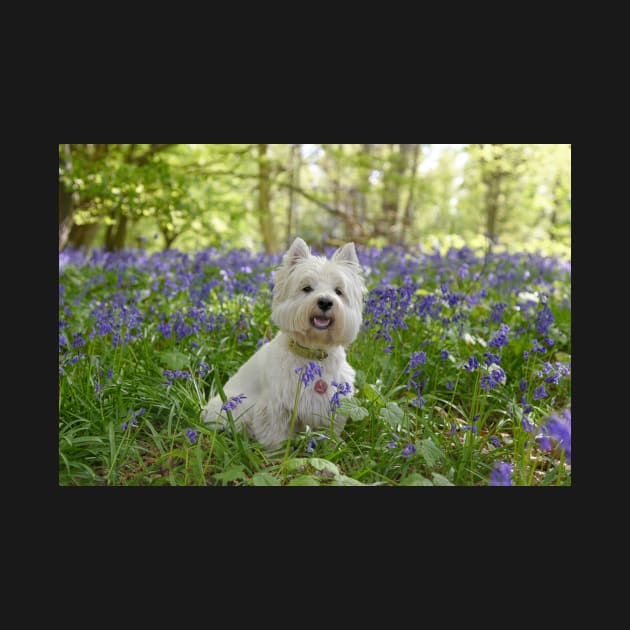 Westie in the bluebell woods by princess-pirate